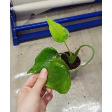 AAlocasia cucullata gold variegated s 850р