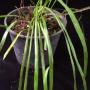 Vittaria sp.(T01)Southern Thailand