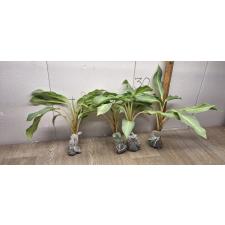 Aglaonema Sirikanchana A-119