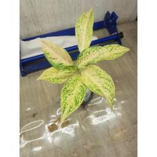 Aglaonema P-13 Lakchaiwhite