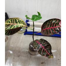 Codiaeum Tri Thewee 83 L - 2500р