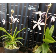 Неофинетия фалката х Аэридс одората / Neofinetia falcata x Aerids odorata