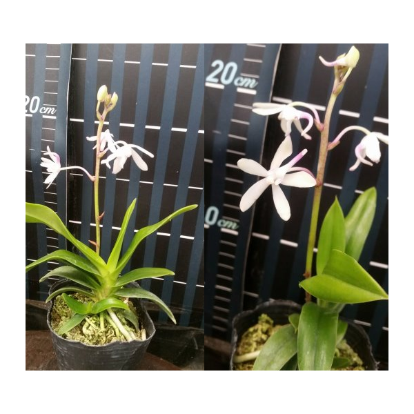 Неофинетия фалката х Аэридс одората / Neofinetia falcata x Aerids odorata