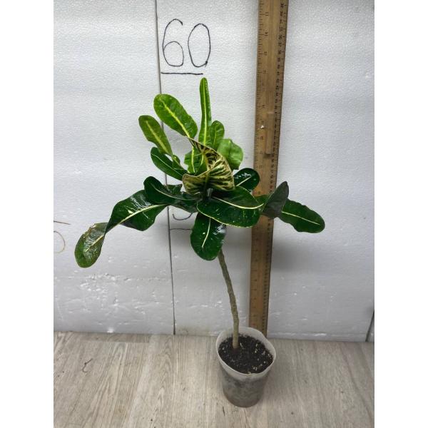 Codiaeum Thong Lhor