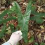 Alocasia sp.(T18)  southern Thailand.