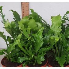 Asplenium Nidus 'campio' pot