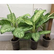 Аглаонема Платинум зеленая / Aglaonema Platinum green A-60