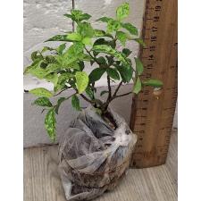 Мальпигия глабра карликовая (желтая варегатность) / Malpighia glabra Dwarf (yellow variegated)