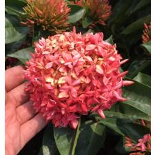 Ixora sp.(T19) pink flower and big inflorescence 107/1