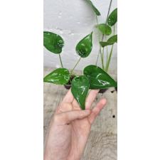 Alocasia cucullata (S)