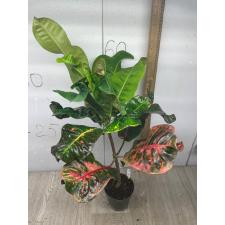 Codiaeum Matchawan 43 L