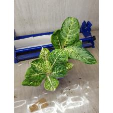 Aglaonema A-106 Siam Compac
