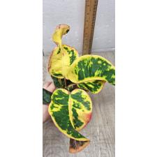 Codiaeum A14 Chun tha boon