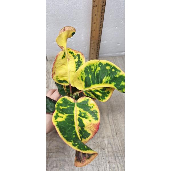 Codiaeum A14 Chun tha boon