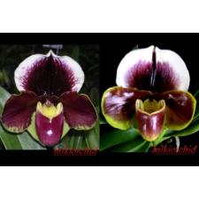 AUSTRALIS MARGIN VARIEGATA вариегатность в центре листа 2+ пары листьев