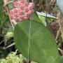 Hoya sp.944