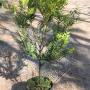 Diospyros buxifolia