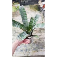 Aechmea chantinii (brown leaf) 3A  1600р