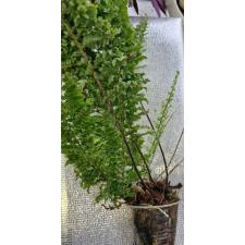 Нефролепис эксалтата сорт Вагнери / Nephrolepis exaltata cv. Wagneri (S)