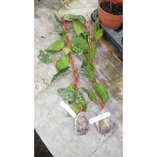 Hoya caudata (select clone)(#49 231 сент.