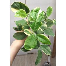 Цитрус Лимон "Варегатный Розовый Эврика Лимон" / Citrus limon 'Variegated Pink Eureka Lemon'