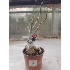 Adenium sp. 6