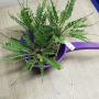 Asplenium cv. Kenzoi (Asplenium sp.(T01) (vivipara))
