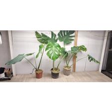 monstera deliciosa M