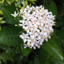 Ixora Bangkok White.
