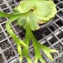 Platycerium cv. xkitchakoodiense (coronarium x ridleyi)(S).