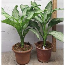 Dieffenbachia Udomsub (silver form).