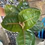 Aglaonema  Moonlight- Black A-101