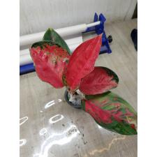 Aglaonema T2 ( L) Suksom Jaipong