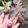 Dimocarpus longan ‘Red leaf’ (Indonesia)(grafted).