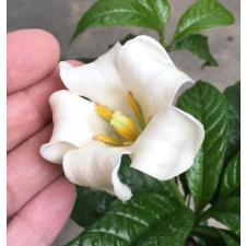 Эвклина лонгифлора (Рандия макранта) / Euclina longiflora (Randia macrantha) 88