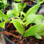 Hoya soidaoensis (#871).