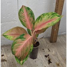 Aglaonema LukBay Pink A-22