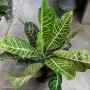 Codiaeum Tri Noosara