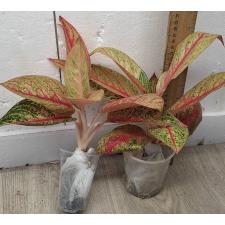 Аглаонема Легаси Красная. / Aglaonema Legacy - red A-108
