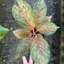 Aglaonema  Miss- Thailand  A-92