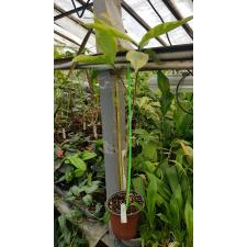 Tabernaemontana sp. Golden leaf 512/1