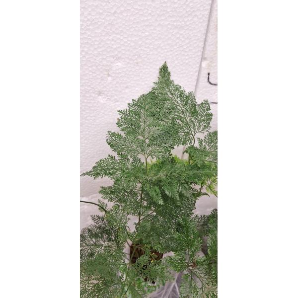 davallia fejeensis plumosa