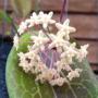 Hoya pentaphlebia               208