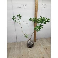 Guaiacum officinale (4 leaflet). 125