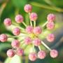 Hoya ruscifolia Pink            221
