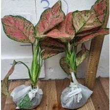 Аглаонема Аньямани Красная / Aglaonema Anyamanee - Red A-13