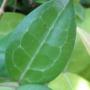 Hoya elliptica 'Mindanao'               426