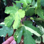 Ficus carica 'Jolly Tiger' variegated
