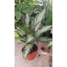 Aglaonema 'jubilee Compacta' 12 cm pot