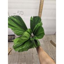 Licuala grandis (Palm) 151